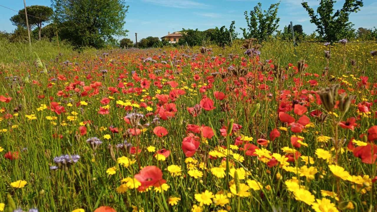Agriturismo Il Tripesce Vada Eksteriør bilde