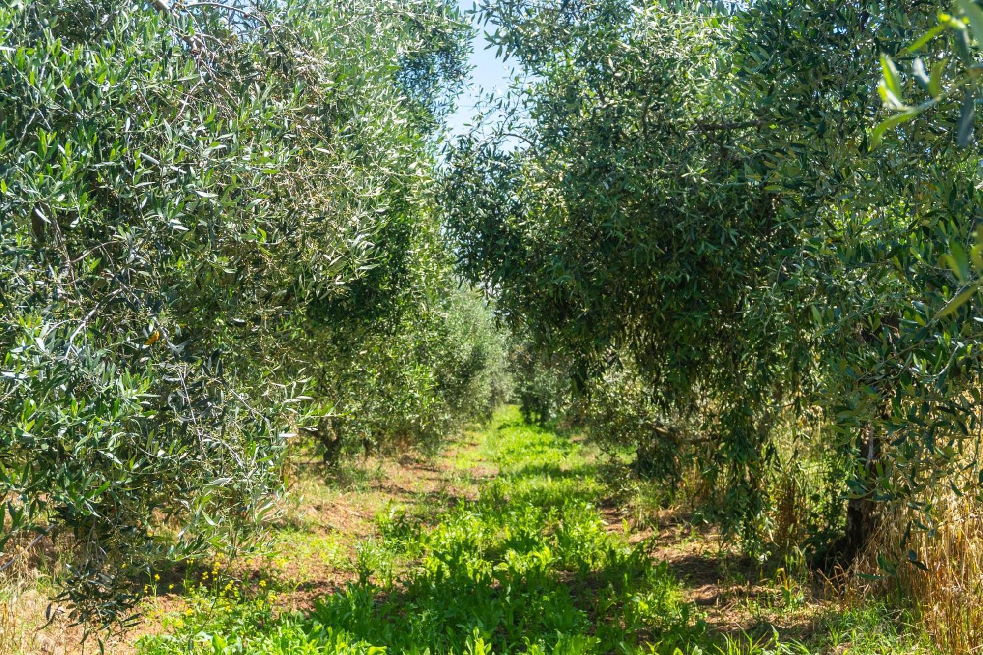 Agriturismo Il Tripesce Vada Eksteriør bilde