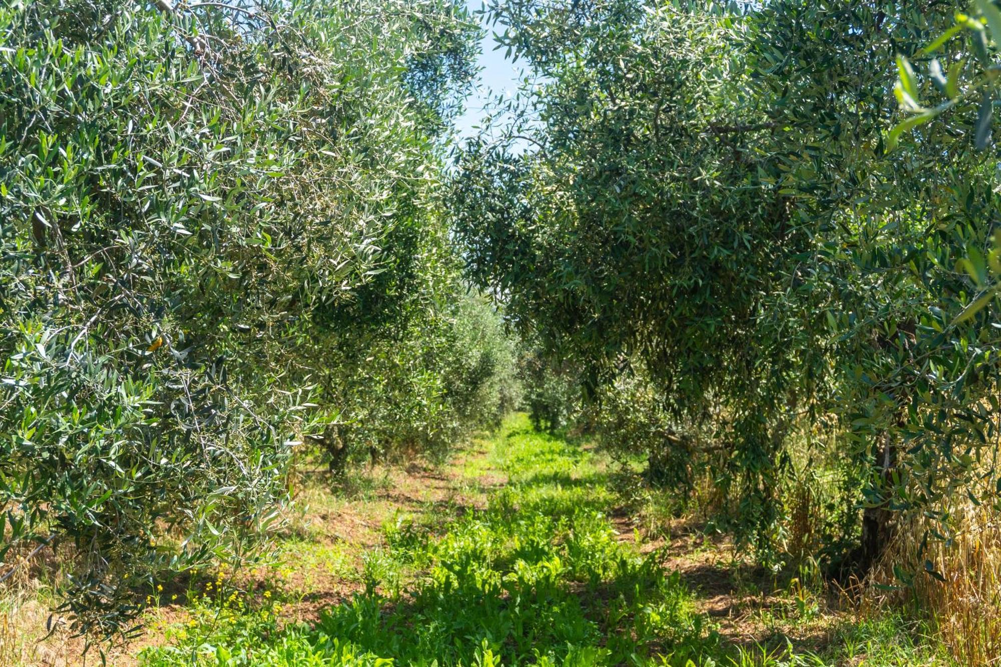 Agriturismo Il Tripesce Villa Vada Eksteriør bilde