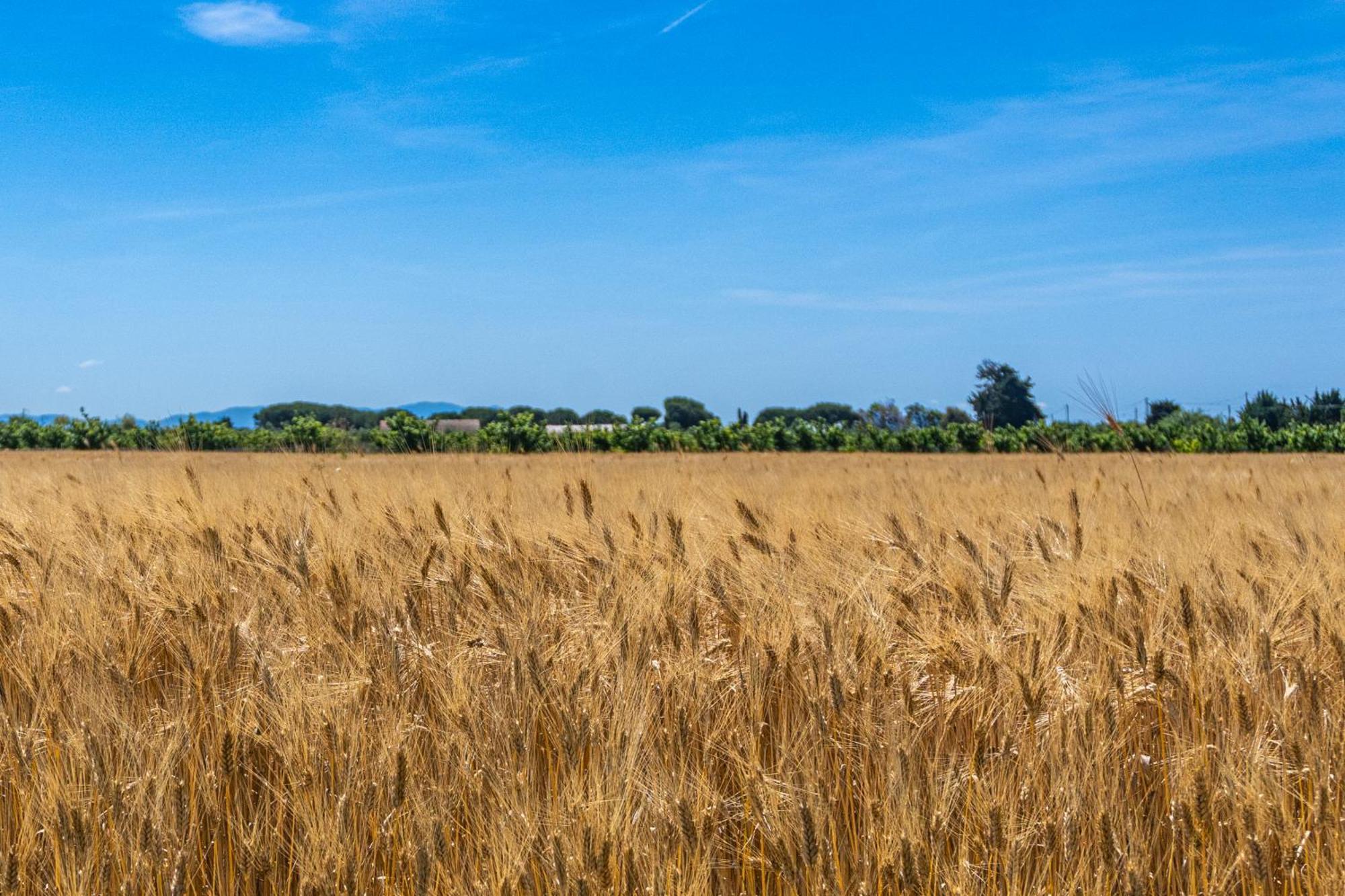 Agriturismo Il Tripesce Vada Eksteriør bilde