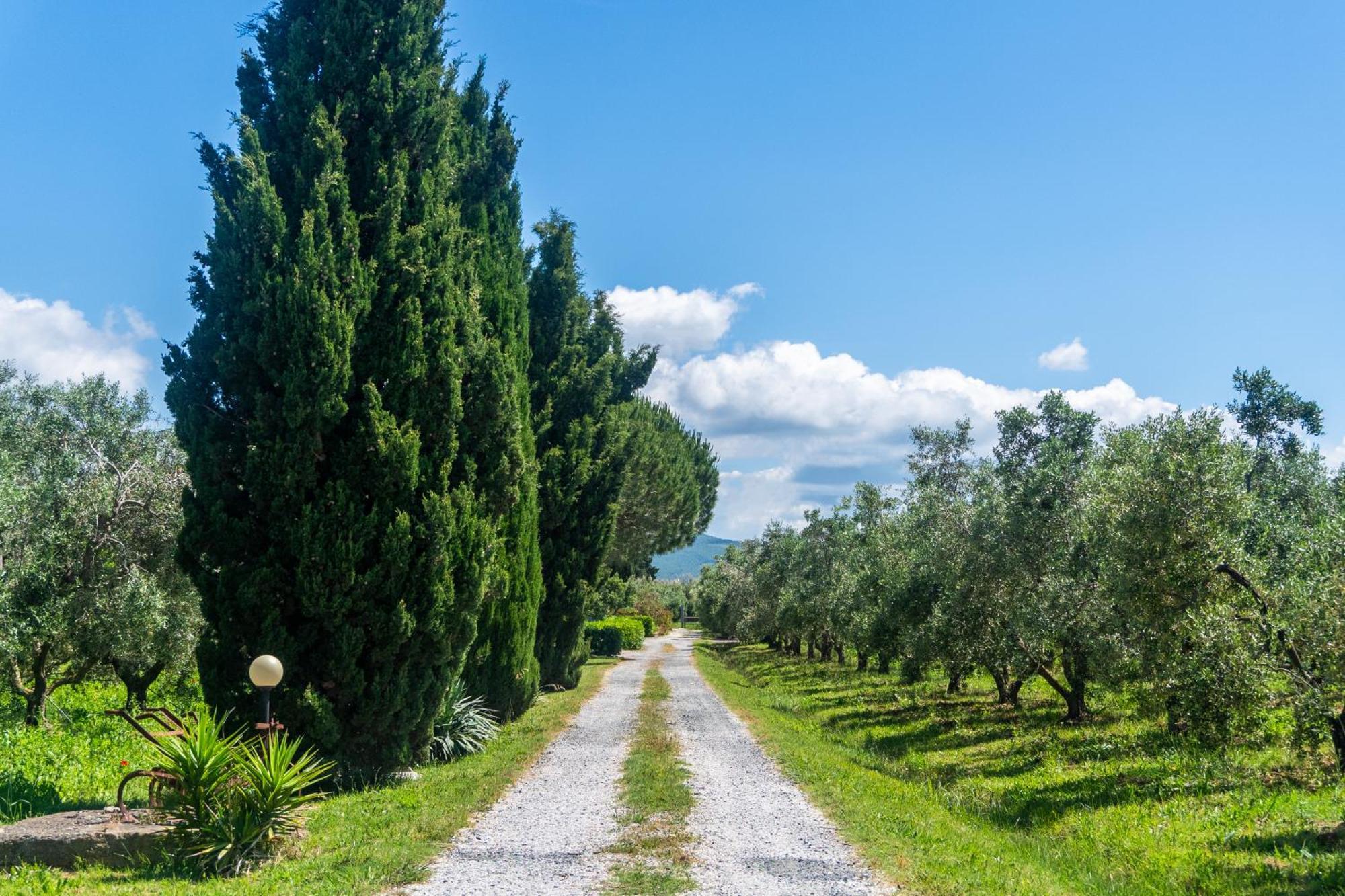 Agriturismo Il Tripesce Vada Eksteriør bilde