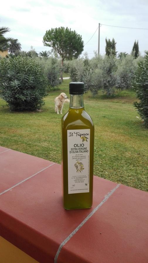 Agriturismo Il Tripesce Vada Eksteriør bilde